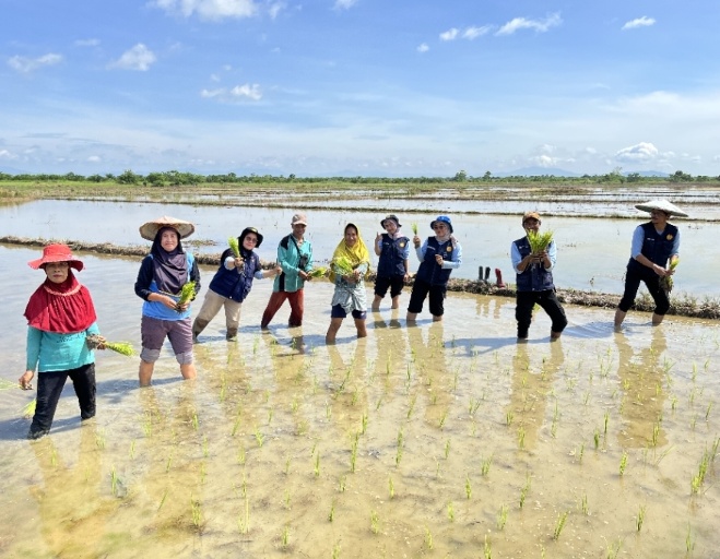 JAJAR LEGOWO PADI SAWAH BPP PURIALA