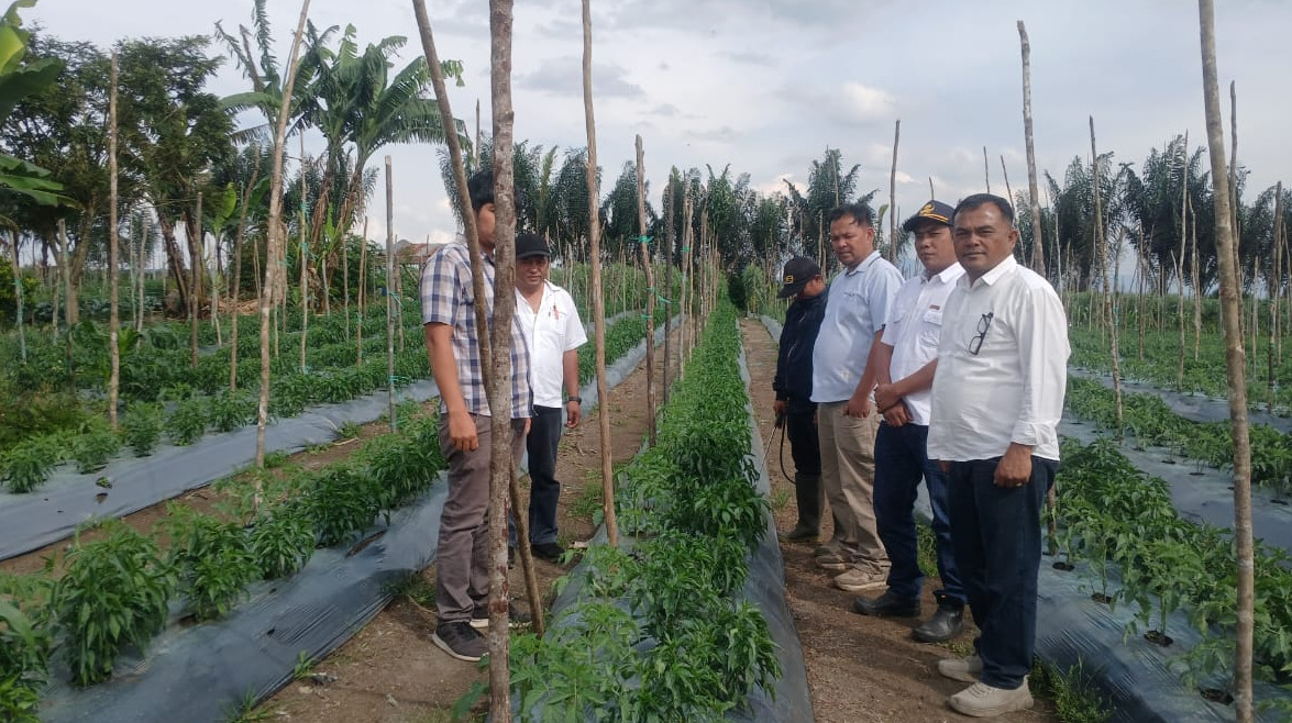 Budidaya Tanaman Tomat