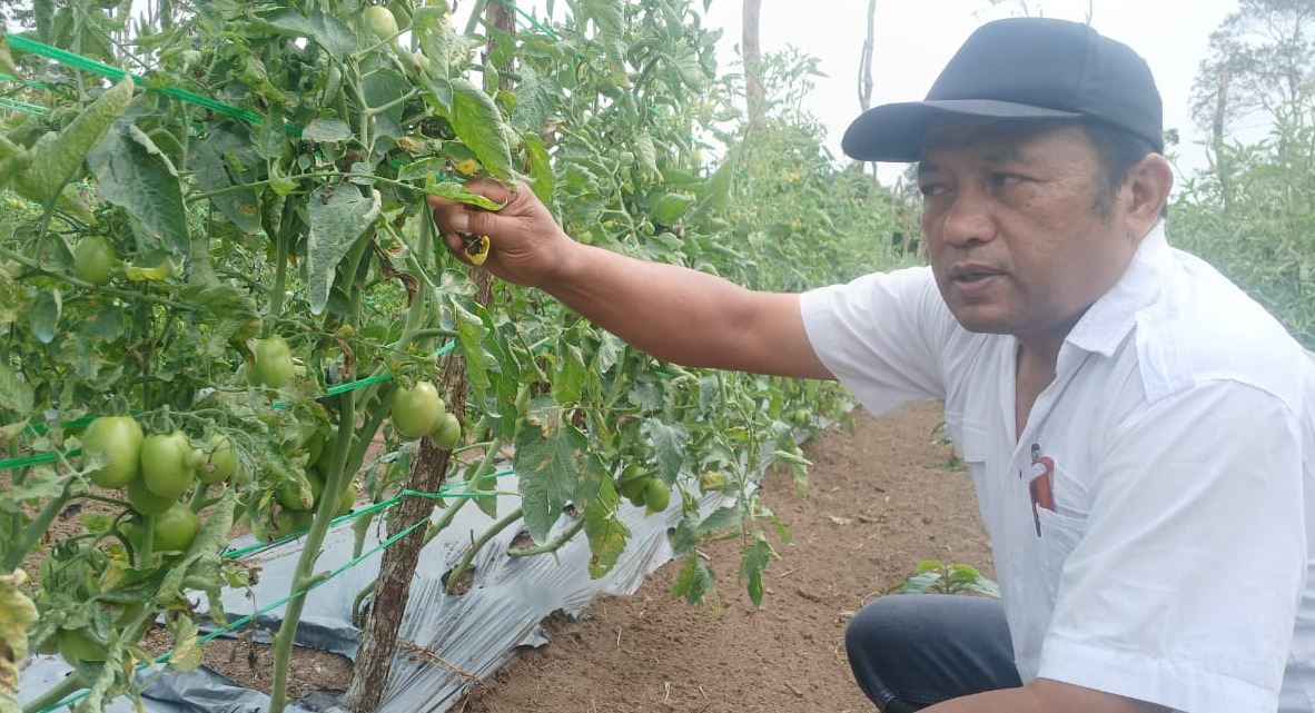 HAMA TOMAT: IDENTIFIKASI, KERUSAKAN, DAN METODE PENGENDALIAN