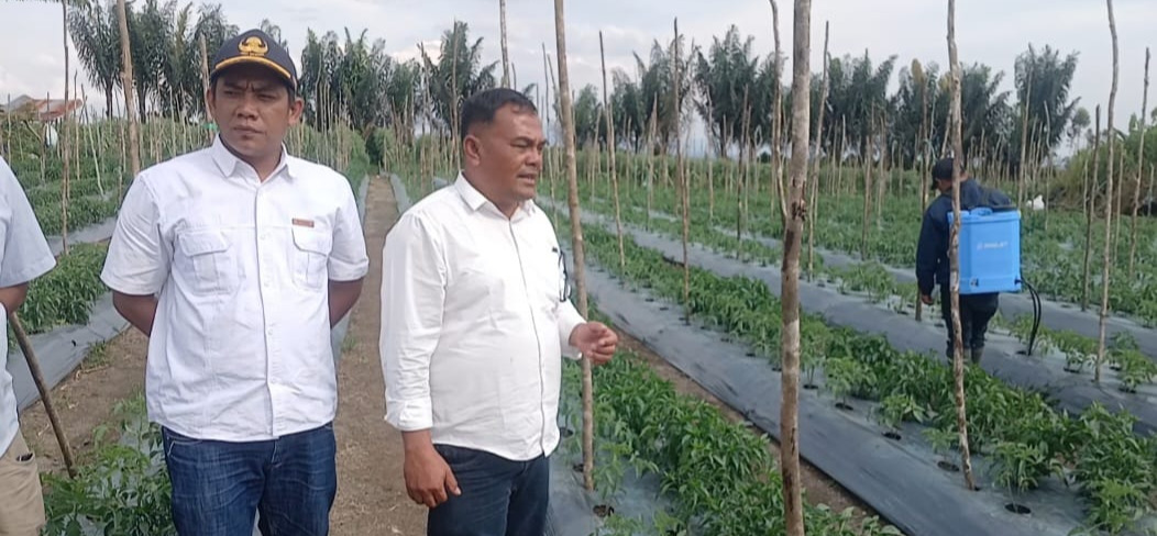 PEMANGKASAN TANAMAN TOMAT