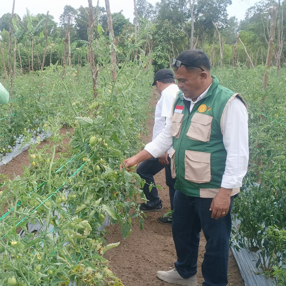 Panduan Budidaya Tomat : Petunjuk Pemupukan dan Perawatan Untuk Hasil Maksimal