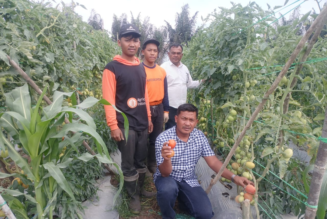 PENGENDALIAN ORGANISME PENGGANGGU TUMBUHAN (OPT) PADA BUDIDAYA TOMAT 