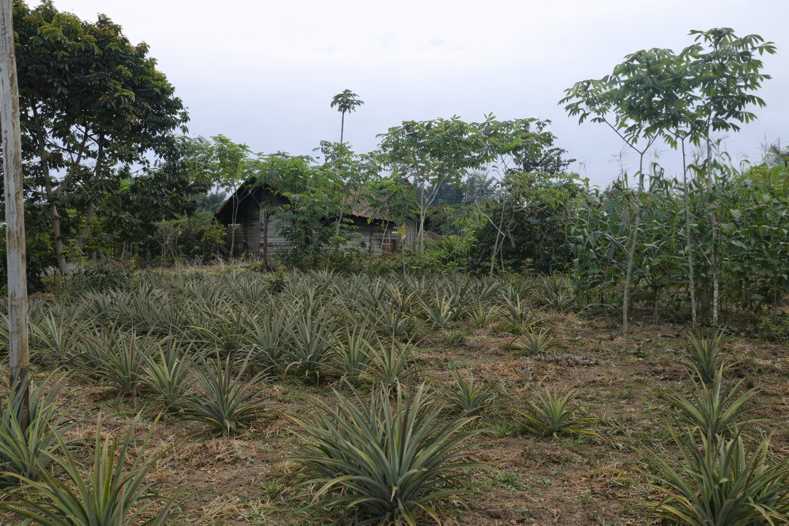 Limbah Nanas Tak Lagi Terbuang: Mengubah Sisa Tanaman Jadi Nutrisi Tanah