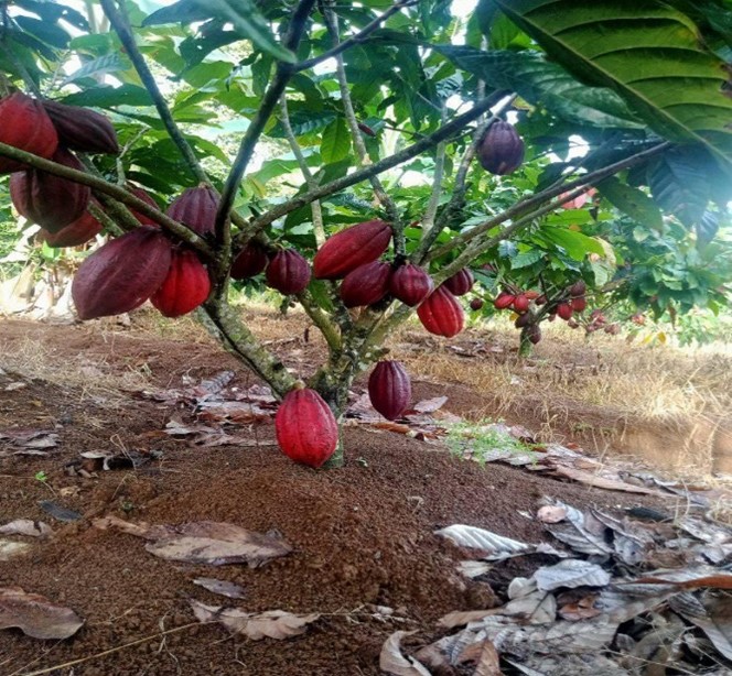 SNI BIJI KAKAO (2323:2008)