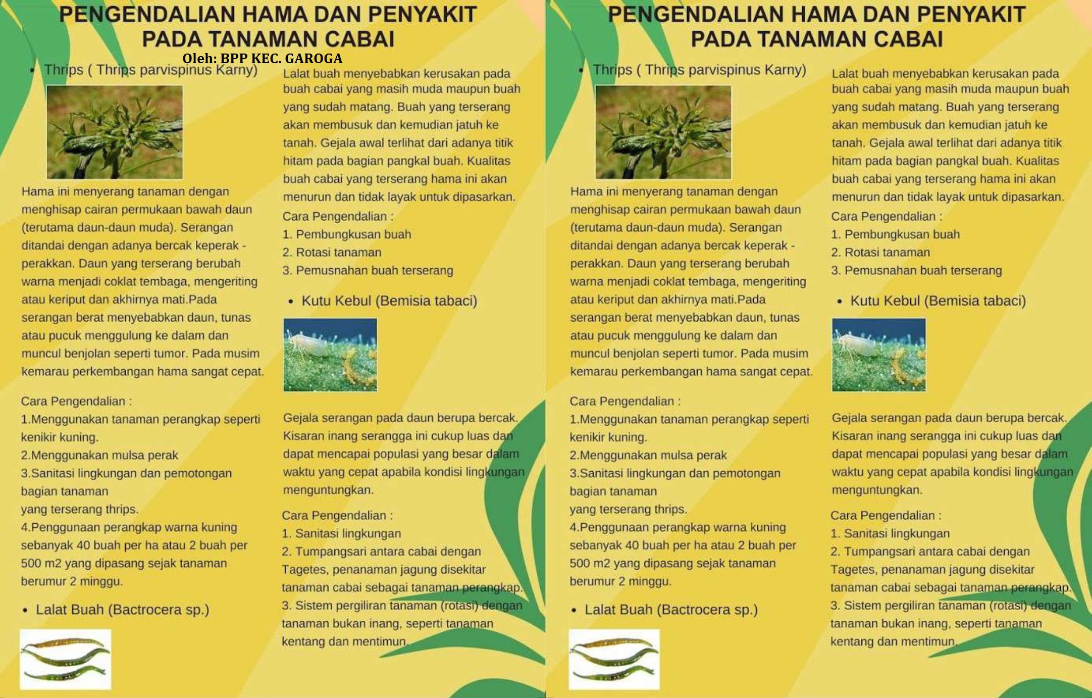 Pengendalian OPT tanaman cabai