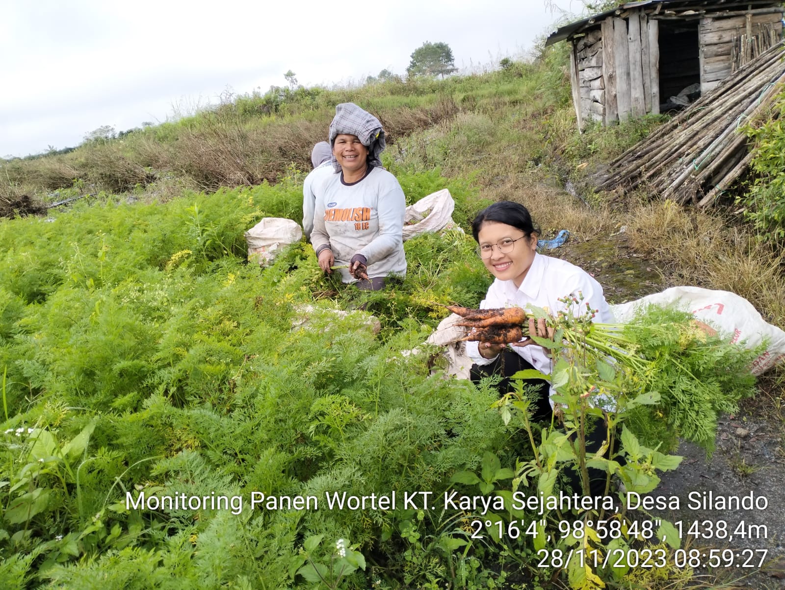 Budidaya Wortel 100 Hari: Panen Cepat, Untung Maksimal