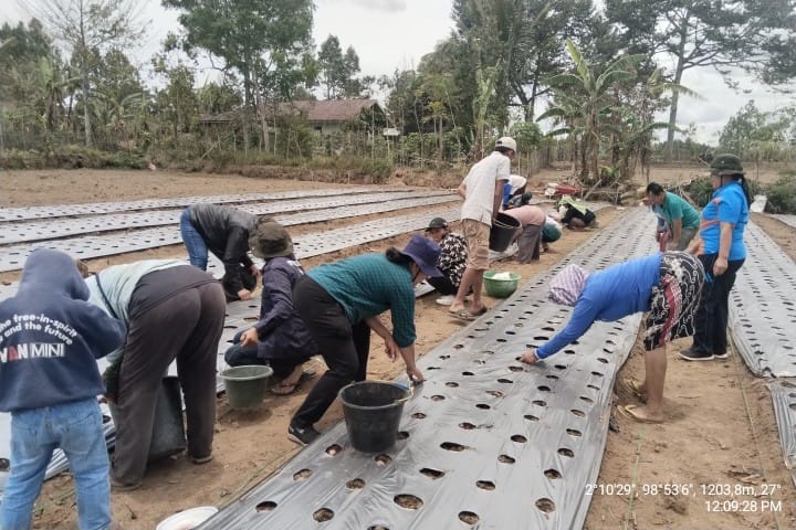 budidaya bawang merah varietas batu ijo di dataran tinggi 