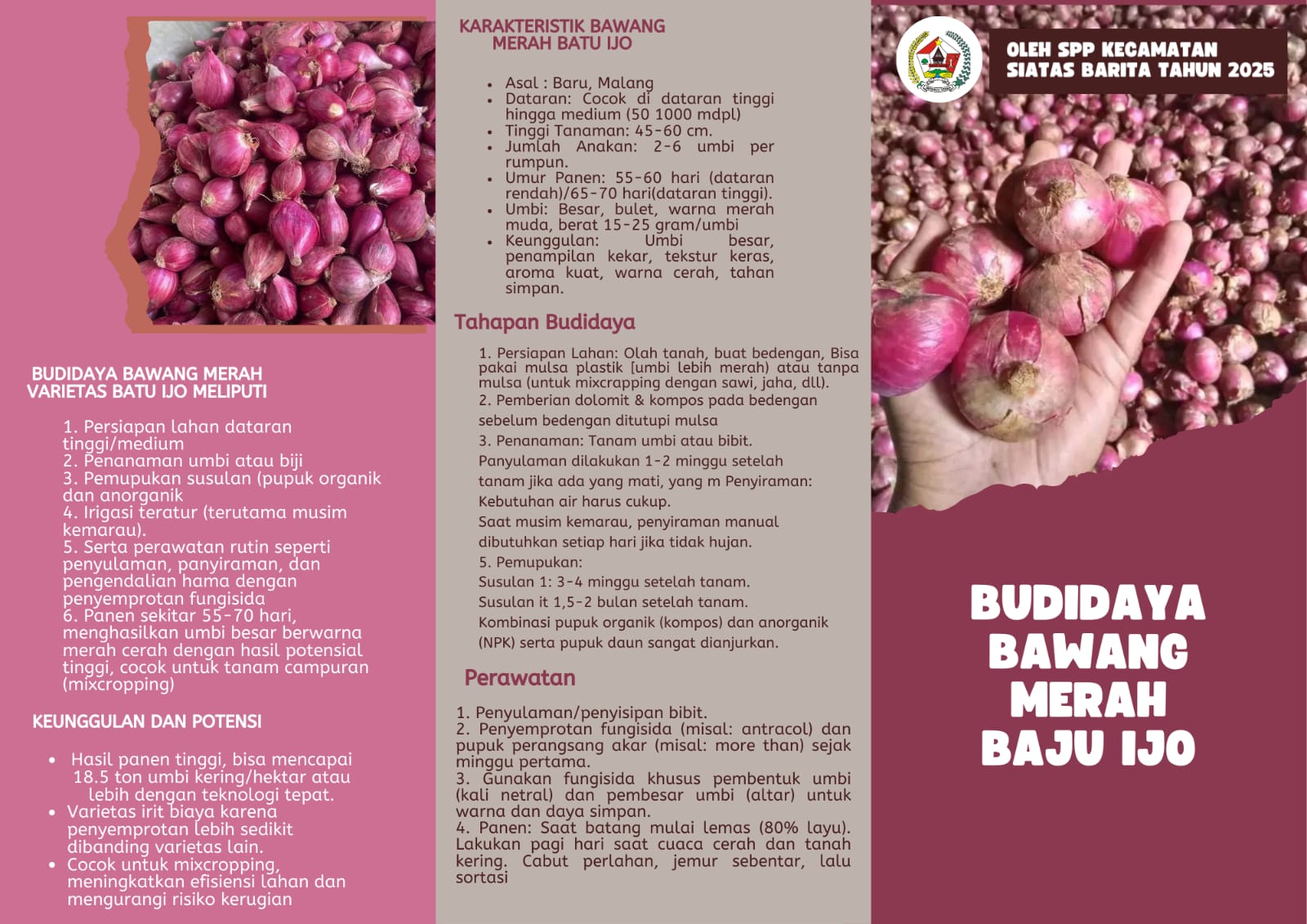 Budidaya bawang merah
