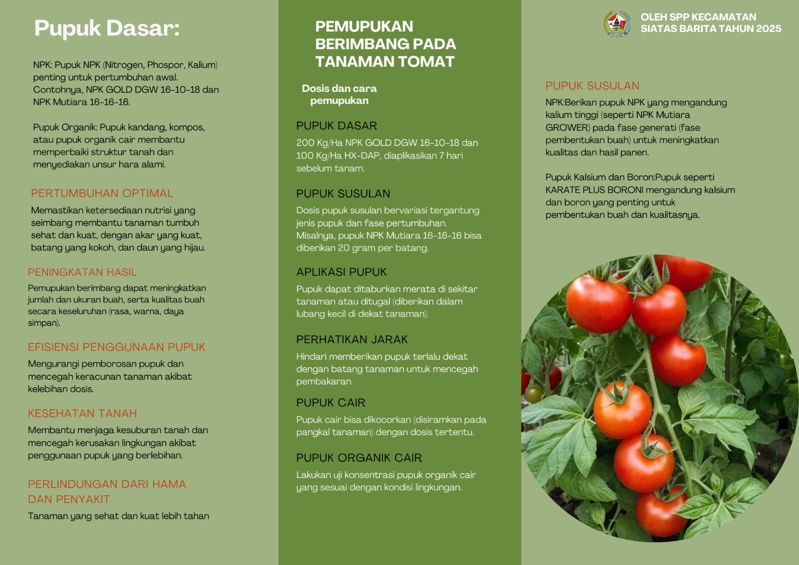 Pemupukan Tanaman tomat