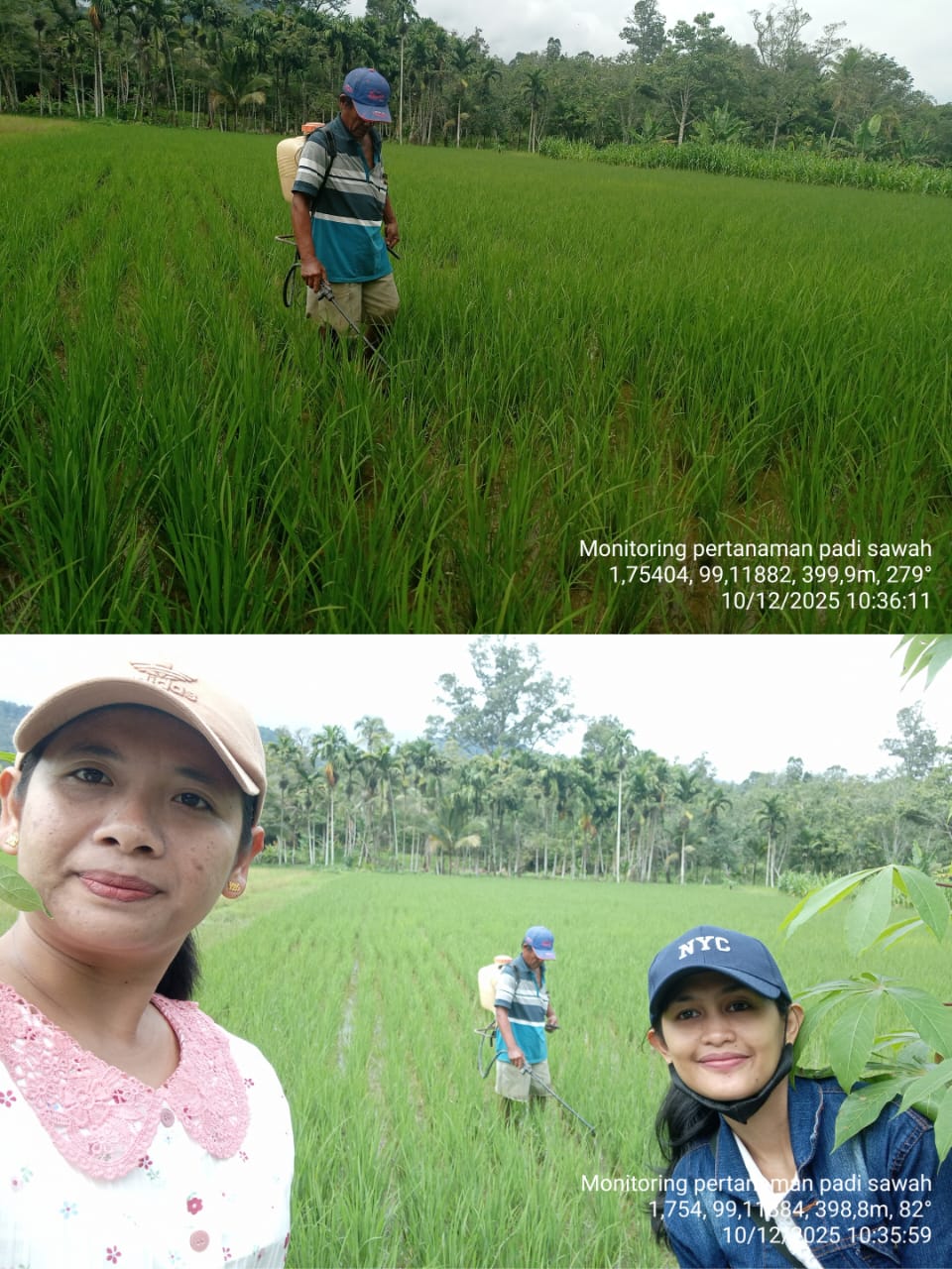 Pengendalian OPT pada Tanaman Padi Sawah