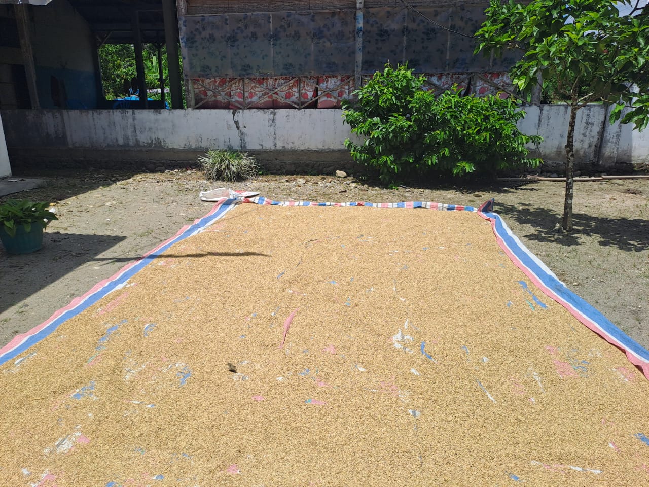 PASCA PANEN PADI SAWAH