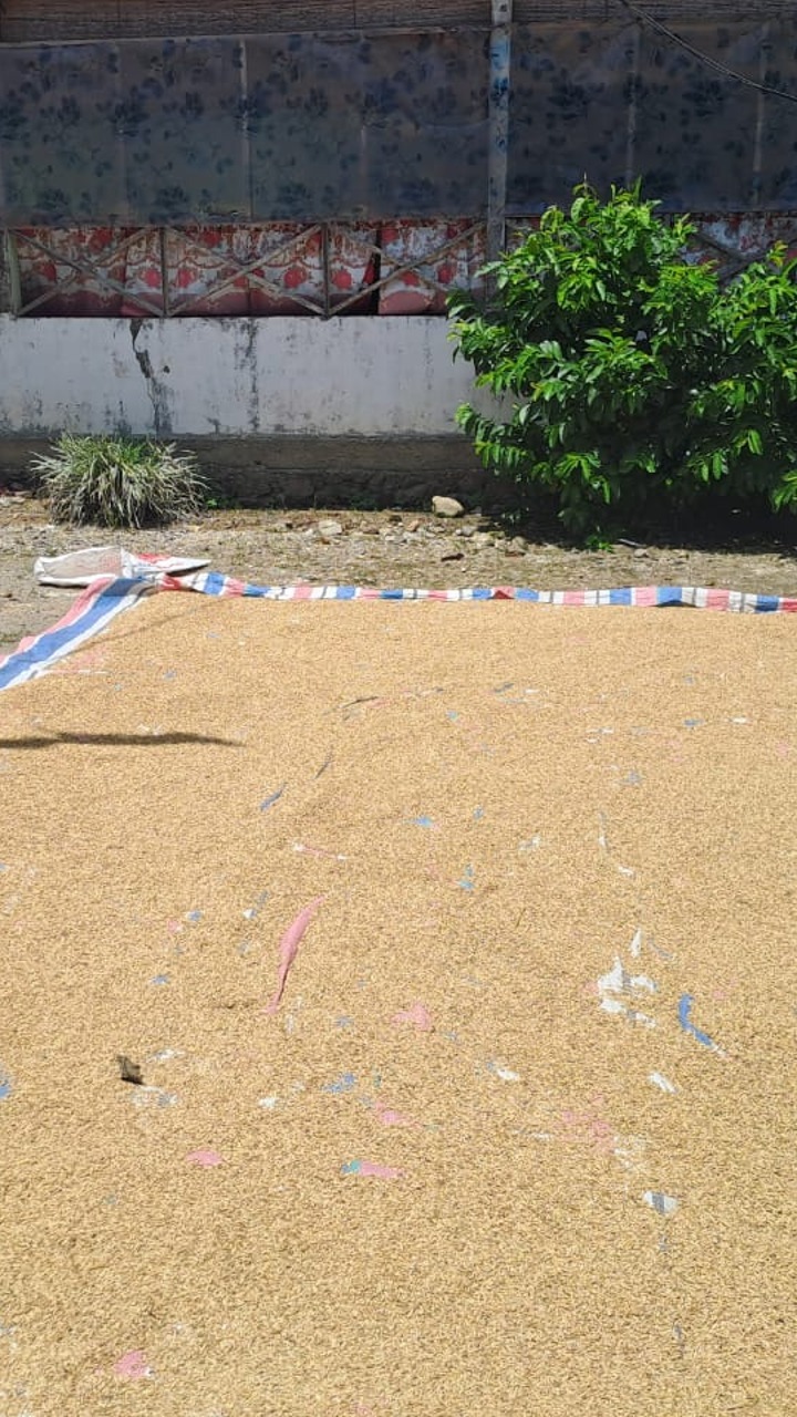 PASCA PANEN PADI SAWAH