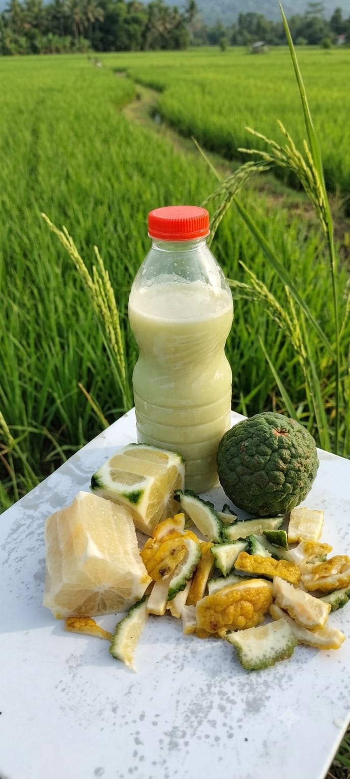 Kulit Limau Kuit pengendali wereng hijau pada padi