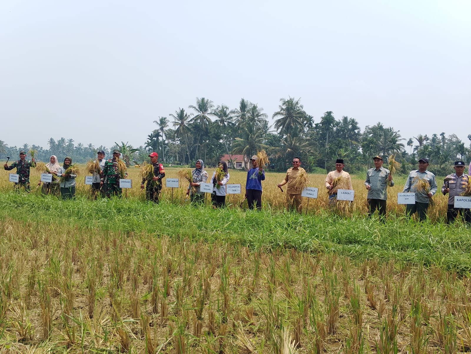 PANEN PADI OPLAH BENCANA