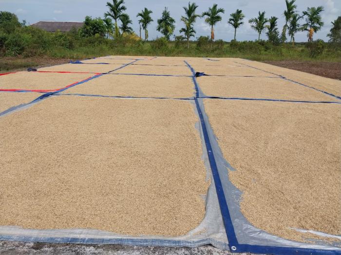PENANGANAN HASIL TANAMAN PADI            