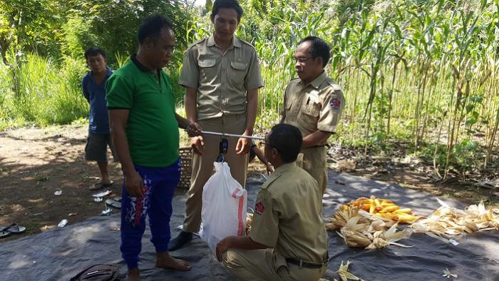 Menanam Jagung di Lahan Kering