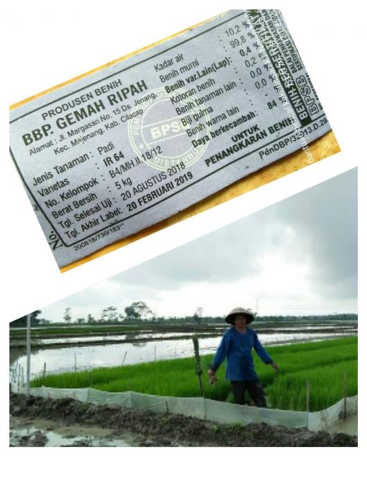 Pembibitan Padi
