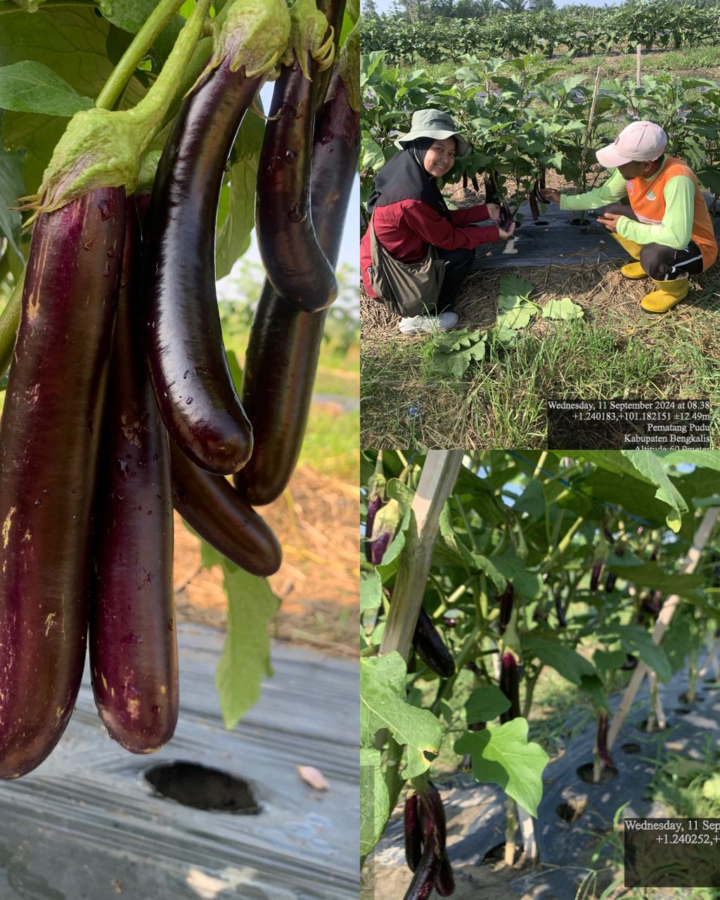 MENILIK POTENSI PASAR, PETANI MENCOBA PERUNTUNGAN DENGAN BERBUDIDAYA TERONG