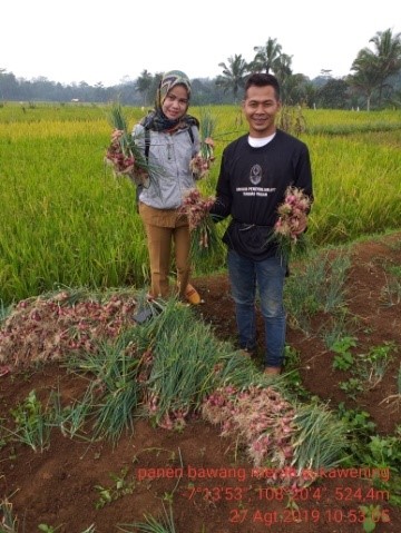 Budidaya Bawang Merah