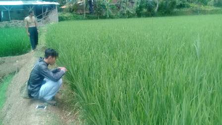 OBATI LAHAN KRITIS DENGAN PUPUK BERIMBANG
