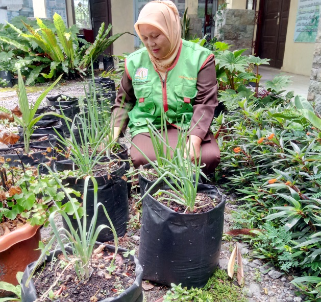 Menanam Bawang Daun Di PolyBag