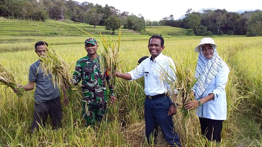 TEKNIK PANEN DAN PASCA PANEN PADI
