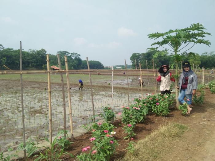 Penanaman Refugia sebagai alternatif pengendalian alami organisme pengganggu tumbuhan di Kelompok Tani Pilar Mandiri Desa Majasari Kec Cibogo Kab Subang