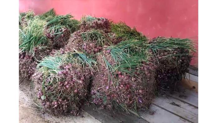 BAWANG MERAH VARIETAS BAUJI DIMUSIM HUJAN DAN  BAKTERI PEMACU PERTUMBUHAN TANAMAN