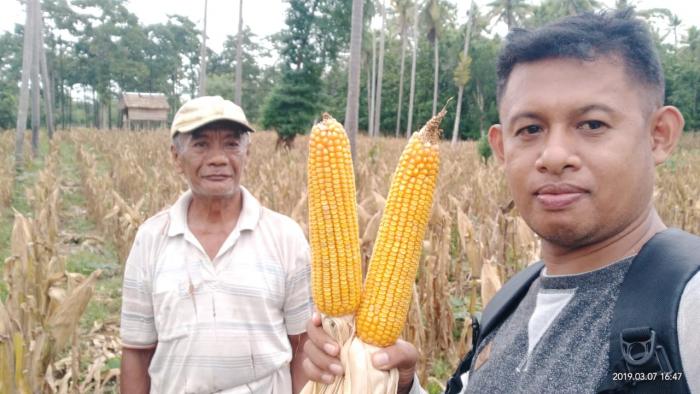 Jagung Hibrida Dan Pemasarannya Di Desa Laiba