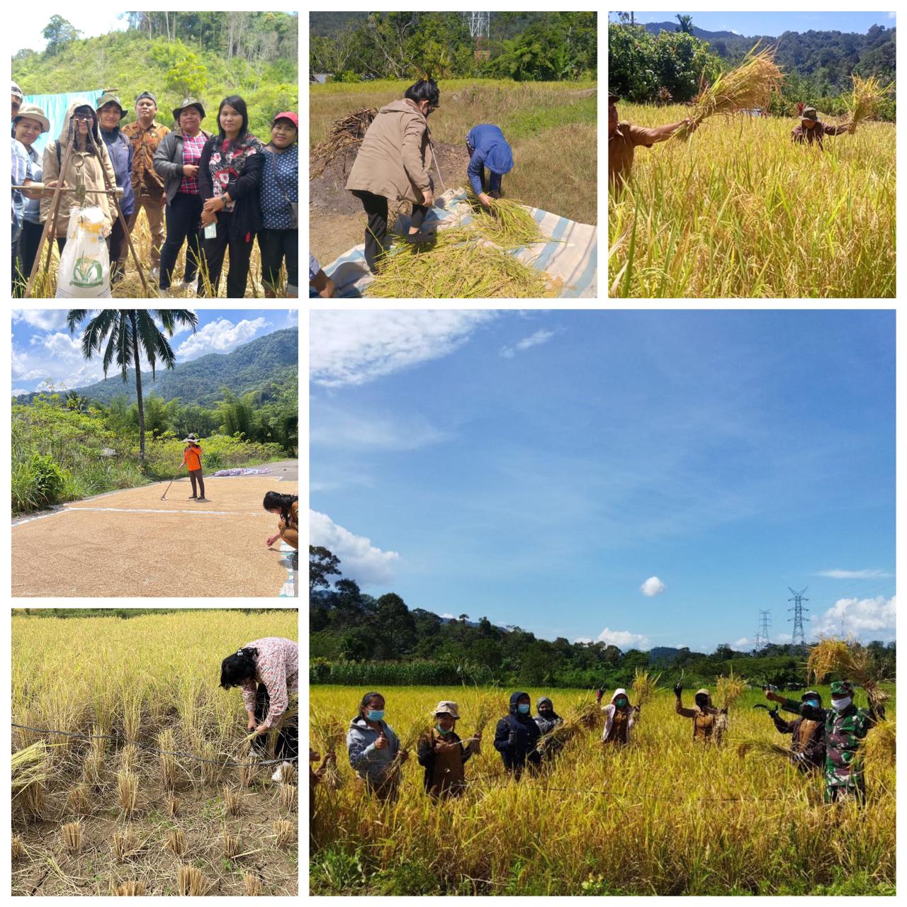PANEN DAN PASCA PANEN PADI SAWAH