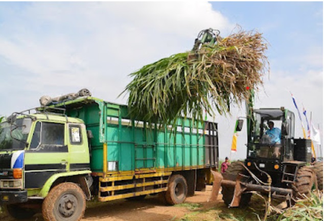 PADI HIBRIDA UNTUK PENINGKATAN PRODUKSI PANGAN