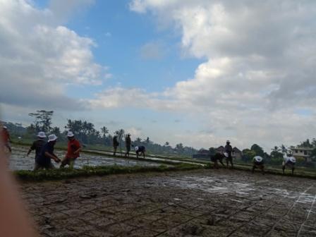 GERAKAN TANAM PADI HIBRIDA SEMBADA 168 DALAM RANGKA MENDUKUNG UPSUS PAJALE