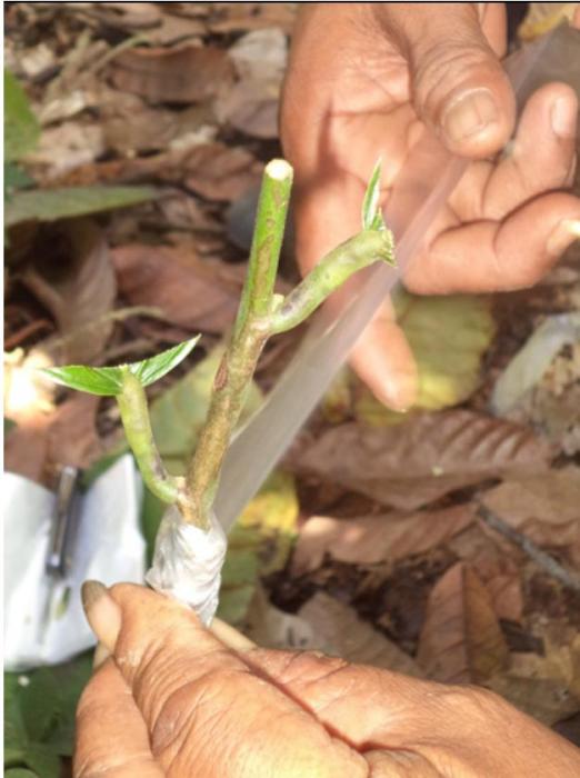 tehnik sambung pucuk (chupon grafting) pada tanaman kakao