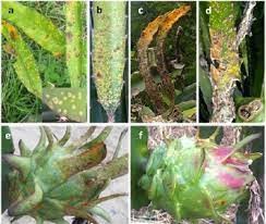 Pengendalian Penyakit Busuk Batang Buah Naga