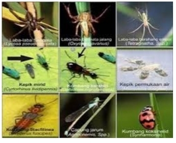 Predator (pemangsa) Musuh Alami Hama Tanaman 