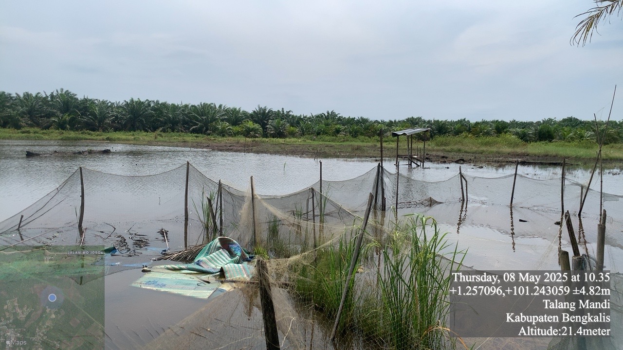 Terkena banjir, 3 ha lahan sawah berakhir puso
