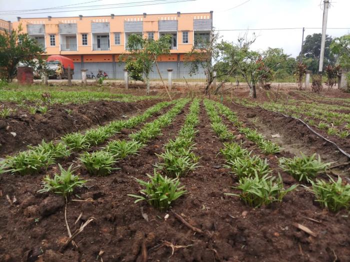 BUDIDAYA TANAMAN KANGKUNG
