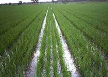 Mengelola  tanaman Untuk Produksi Benih Secara Mandiri