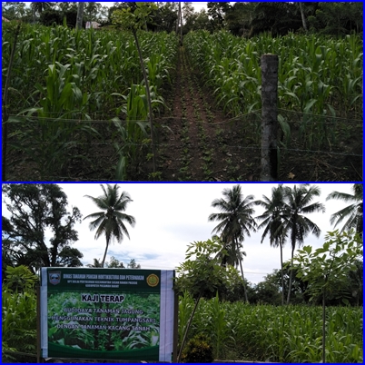 TUMPANGSARI TANAMAN JAGUNG (Zea mays)  DENGAN TANAMAN KACANG TANAH (Arachis hypogaea)  KEGIATAN UPT BALAI PENYULUHAN KECAMATAN SASAK RANAH PASISIA