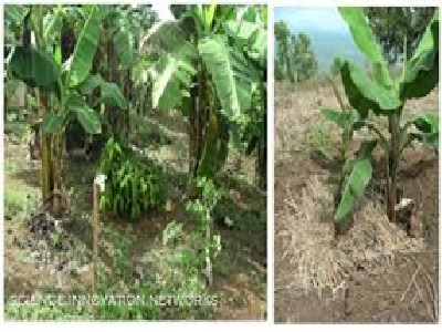 Menanam Pisang di Pekarangan dengan Hasil Yang Melimpah