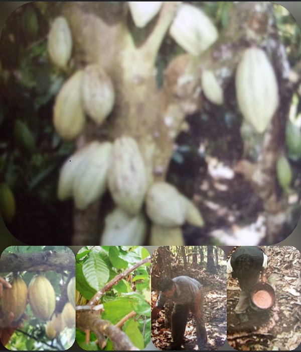 Pengendalian Hama Penggerek Buah Kakao dengan PsPSP