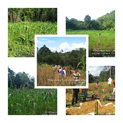 KAMI MENYEBUTNYA PADI LADANG
