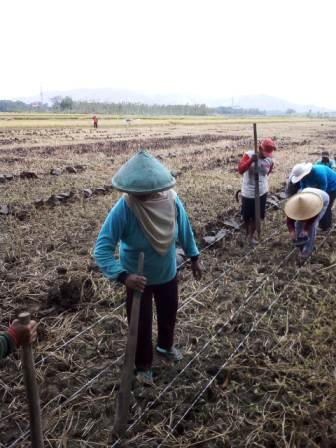 Tanam Kedelai Di Lahan Sawah
