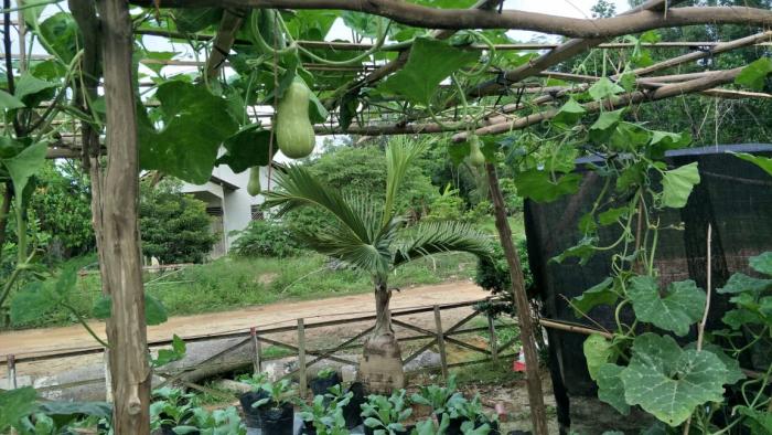 Budidaya Labu Madu / Pumpkins Butternut (Curcubita moschata)  Di Pekarangan Rumah