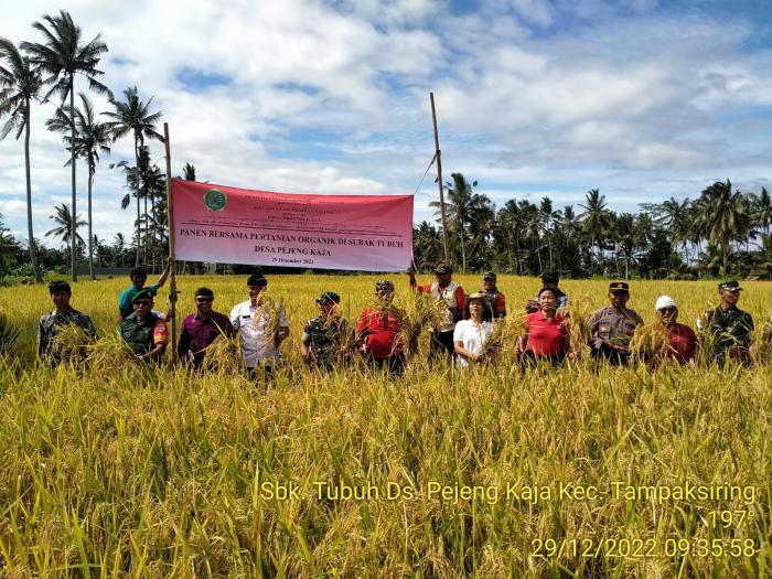 Panen Bersama Padi Organik di Subak Tubuh Desa Pejeng Kaja Kecamatan Tampaksiring Kabupaten Gianyar