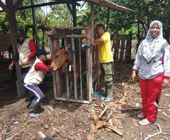 PENCEGAHAN PENYAKIT BRUCELLOSIS PADA TERNAK SAPI