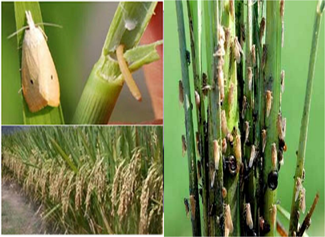 Teknik Pengendalian Hama Penggerek Batang Padi