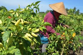 Teknik Penanaman Tanaman Cabe