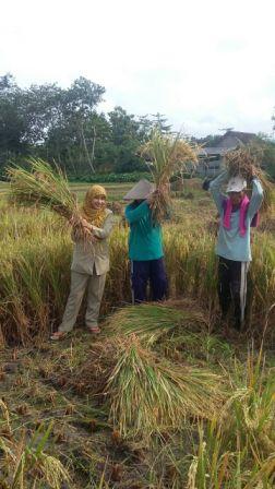 PEMANENAN PADI (Oryza sativa) SECARA BAIK DAN BENAR