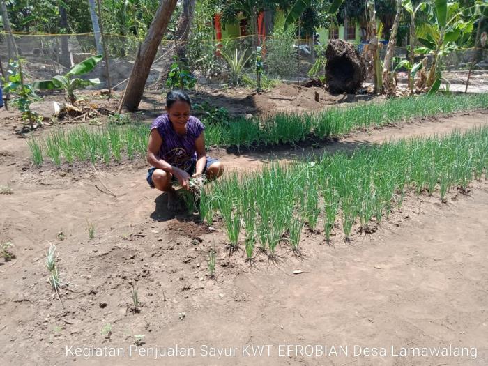 Budidaya Bawang Merah